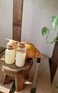 فروش حلزون طبی آچاتینا به صورت تکی وعمده