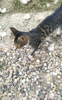 واگذاری گربه رایگان