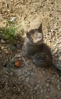 گربه رایگان