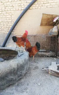 ۲ عدد خروس محلی