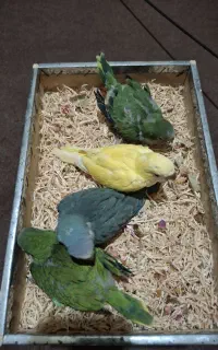 راهب سرلاکی سالم سرحال و گیرینچیک
