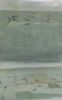 بچه گوپی