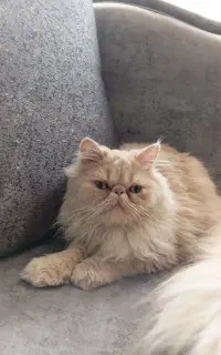 گربه پرشین