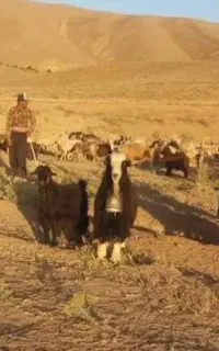 فروش گوسفند ابستن