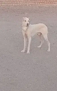 سگ گلگی