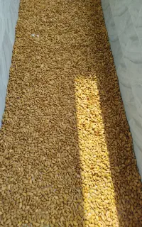 بادام سنگی