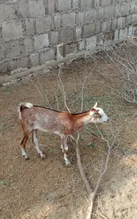 کهره کوچک