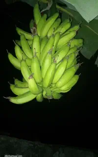 نهال موزدرشت وباکیفیت