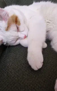 گربه گمشده