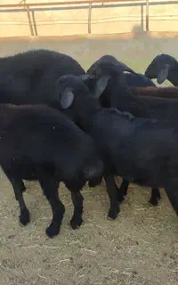 بره ماده وشیشک