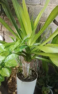 فروش تعدادی گل طبیعی