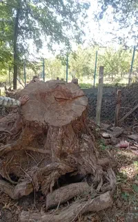 ریشه چوب بلوط