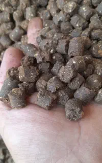 کنجاله‌ کلزار