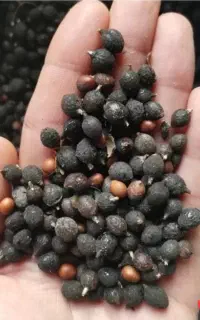 فروش بذر درخت پالم واشنگتنی