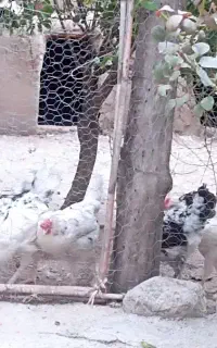مرغ و خروس گلین