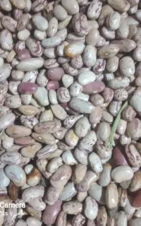 لوبیا چیتی امساله