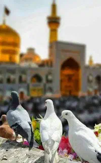 تور مشهد با قطار ( آژانس ایمان گستر )