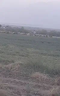نیازمند چوپان