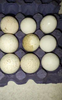 تخم مرغ محلی و تخم بوقلمون(نطفه دار وخوراکی)