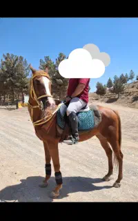 فروش مادیان دوخون