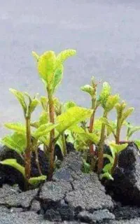 فراخوان همکاری  در حوزه مشاوره و فروش