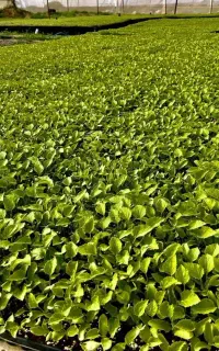 **نشاء گوجه مارول وبادمجان و**