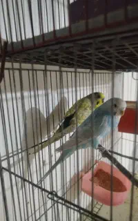 دو جفت مرغ عشق رو تخم