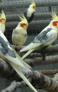 عروس هلندی کمشده