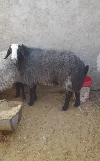 قوچ شال