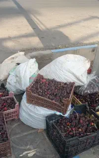 خرید خرما کده بالاترین قیمت