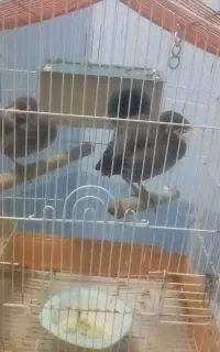 مرغ مینا جوجه دان خور ورق بزنید