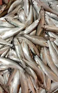 سیاه کاس