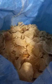 کتیرا