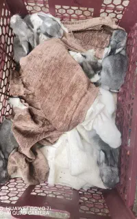 بچه خرگوش
