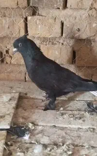 کبوتر