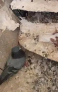 کبوتر سفید خالص،پلاکی،گلباقله،