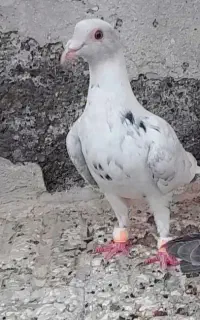 جوونه خوشگل