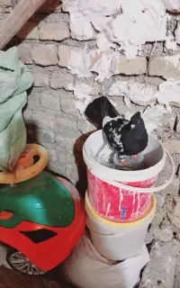 کبوتر