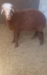 بره