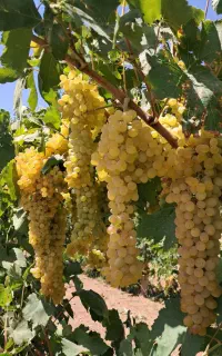 انگور چینی
