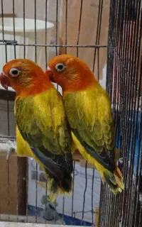 کوتوله یووینگ