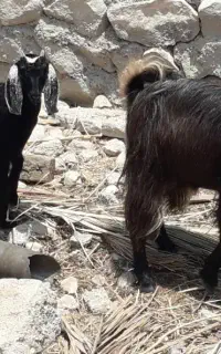 پازن سانن بزوکهره