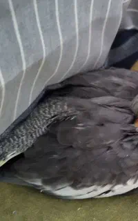 جوجه