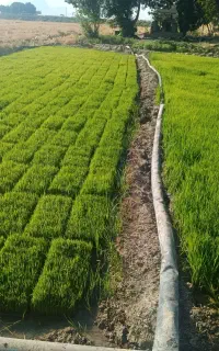 فروش سینی بذر پاکوتاه
