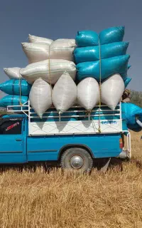 کاه