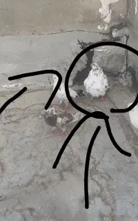کبوتر گم شده