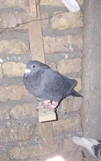 مجسمه زاغ