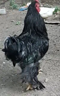مرغ و‌ خروس برهما