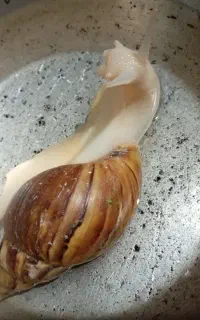حلزون