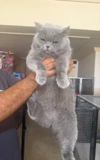 واگذاری مجموعه پرورش گربه